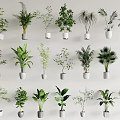 Various Bonsai Potted Plants Displayed With White Ceramic Pots And Green Leaves On White Background