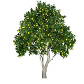 Lush Tree with Green Leaves and Yellow Fruits in Healthy Natural Growth