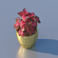 Decorative Indoor Potted Plant With Golden Pot And Red Pink Leaves
