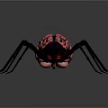 Vibrant Spider Featuring Pink Green Brain Like Body Pattern and Black Colorful Sheen Legs