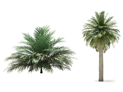 Lush Green Palm Trees With Tall Trunks And Dense Feathery Fronds 3d model