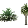 Lush Green Palm Trees With Tall Trunks And Dense Feathery Fronds