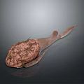 Detailed Pinkish Brown Creature Model With Textured Shell And Extended Tail On Dark Surface