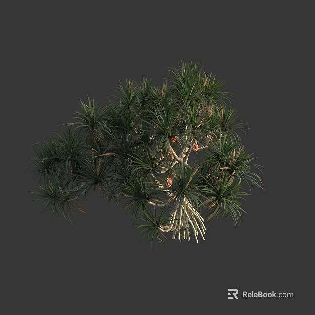 Stunning Arbor With Lush Slender Leaves Multiple Trunks And Graceful Foliage Shape 3d model