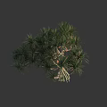 Stunning Arbor With Lush Slender Leaves Multiple Trunks And Graceful Foliage Shape 3d model