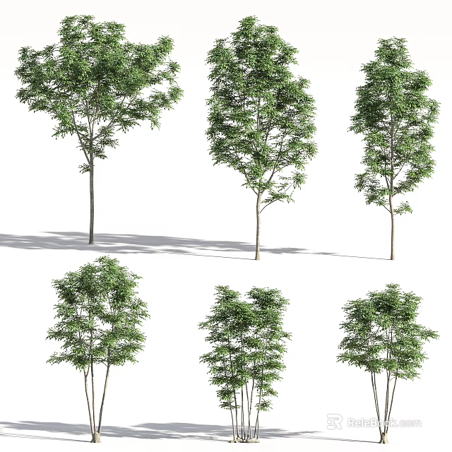 Arbor Trees With Lush Green Foliage And Various Trunk Forms For Landscape Design 3d model