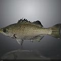 Brownish Spotted Fish With Scales Fins Large Eyes And Reflective Surface On Gray Background