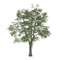 Lush Green Tree With Thick Trunk And Dense Foliage Against Blue Sky