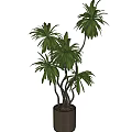 Lush Indoor Bonsai Potted Plant With Green Foliage Curved Trunks And Woven Basket