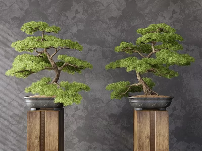 Two Lush Green Bonsai Trees On Wooden Pedestals Against Gray Textured Wall 3d model
