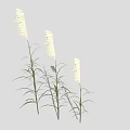 Three Tall Slender White Spike Plants With Green Leaves Against Light Gray Background