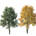 Vibrant Deciduous Arbor With Lush Green Summer And Golden Autumn Foliage