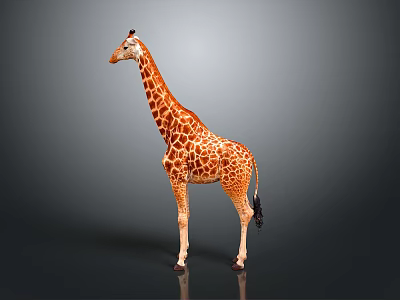 Giraffe Standing With Long Neck And Brown White Spots On Gray Background 3d model