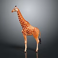 Giraffe Standing With Long Neck And Brown White Spots On Gray Background
