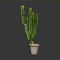 Green Cactus Plant Planted in Light Colored Pot on Gray Background