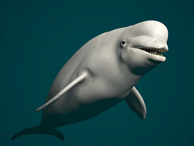 Graceful White Beluga Whale Swimming Peacefully in Deep Blue Marine Underwater Environment 3d model