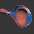 Detailed Human Eye Anatomy Model Showing Internal Structures And Blood Vessels