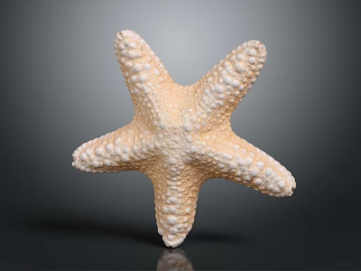 Pale Beige Starfish Aquatic Animal With Textured Surface On Dark Background 3d model