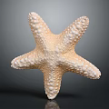 Pale Beige Starfish Aquatic Animal With Textured Surface On Dark Background 3d model