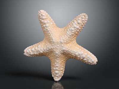 modern starfish mollusk marine animal 3d model