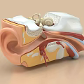 Human Ear Internal Structure Showing Cochlea Ossicles And Anatomical Details 3d model