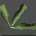 Three Green Leaves With Serrated Edges And Visible Veins On Gray Background