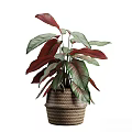 Potted Plant with Red and Green Leaves in Woven Texture Pot for Indoor Decoration