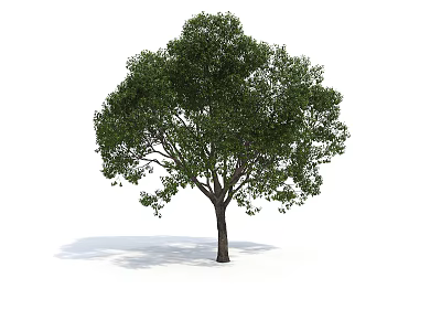 Green Tree With Lush Green Canopy Brown Trunk Natural Form And Shadow On White Background 3d model