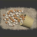 Chicken Eggs White And Orange Scattered From Golden Woven Basket On Straw Mat