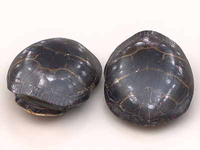 Tortoise Shell Tortoise Shell Divination Ornaments 3d model