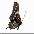 Colorful Butterfly With Brown And White Wings And Orange Spots On White Background