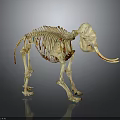 Elephant Skeleton with Long Tusks and Detailed Skeletal Structure in Museum
