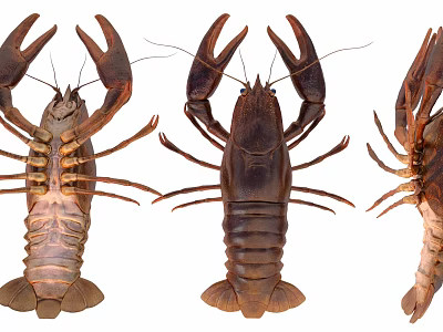 Three Fresh Crayfish Aquatic Animals Displayed On White Background From Different Angles 3d model