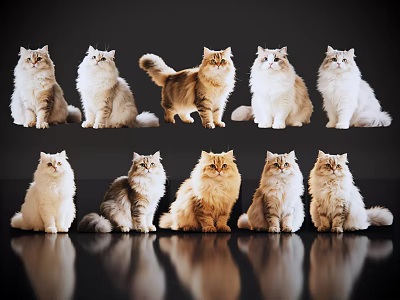 Various Reptiles In Different Colors And Poses Arranged On Black Background With Reflections 3d model