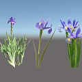 Beautiful Garden Shrub Adorned With Purple Iris Flowers And Green Leaves