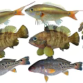 Various Aquatic Fish Species With Colorful Bodies And Distinctive Fins Patterns