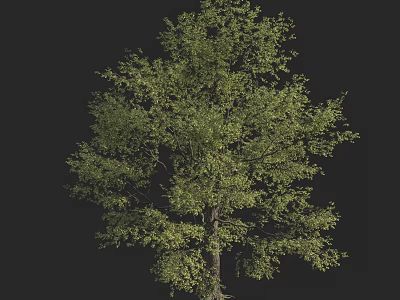 Lush Arbor with Green Leaves and Thick Trunk in Natural Environment 3d model