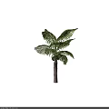 Tall Arbor With Lush Green Fronds And Brown Trunk In Natural Environment