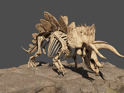 Reptile Dinosaur Skeleton With Dorsal Plates And Long Horns On Rocky Surface 3d model