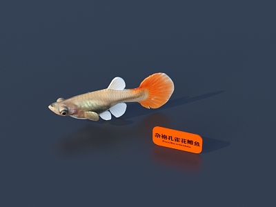 Fish 3D Model 3d model