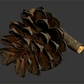 Detailed Pine Cone With Intricate Scales Natural Brown Texture And Wooden Stem