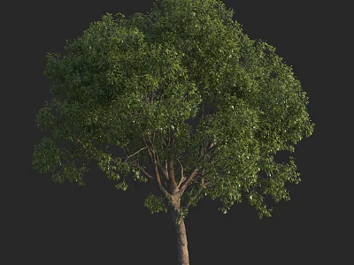 Arbor Featuring Lush Green Foliage Sturdy Trunk And Natural Growth 3d model