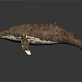 Brown And White Whale With Detailed Texture On Dark Reflective Background