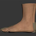 Realistic Foot Models With Shoes And Barefoot Options For Display Use