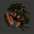 Vibrant Green Red Frog With Detailed Anatomical Structure And Lifelike Features