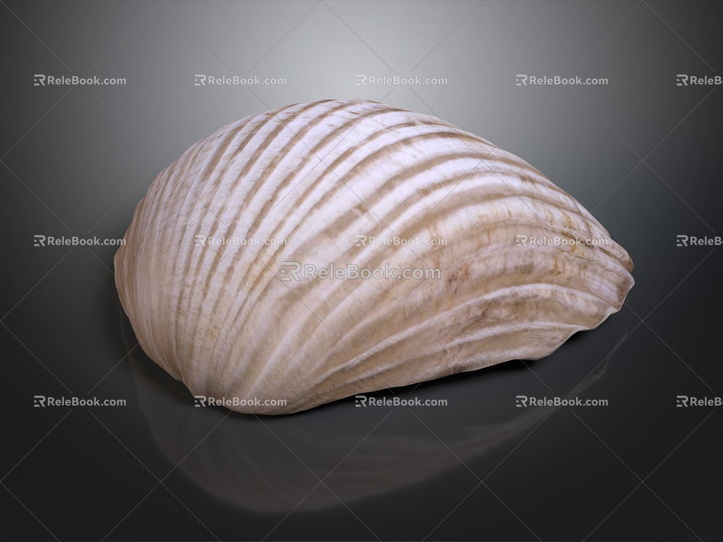 Shell Cartoon Pearl Pink Red Shell Mussel Clam Freshwater Pearl Seawater Pearl Nanyang Pearl 3d model