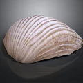 Elegant Shell Shaped Daily Life Product With Natural Texture For Home Decor