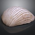 Shell Cartoon Pearl Pink Red Shell Mussel Clam Freshwater Pearl Seawater Pearl Nanyang Pearl 3d model