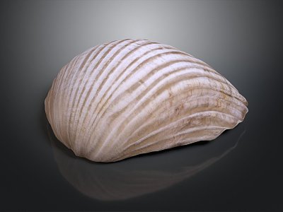 Shell Cartoon Pearl Pink Red Shell Mussel Clam Freshwater Pearl Seawater Pearl Nanyang Pearl 3d model