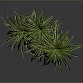 Decorative Green Plant With Long Slender Leaves And Yellow Stripes In White Pot